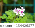 detailed close view of a pink flower 134426877