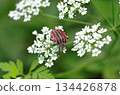 front view of a bug (Graphosoma italicum) 134426878