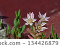 an extreme flowers macro 134426879