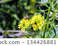 a bee on a yellow flower 134426881