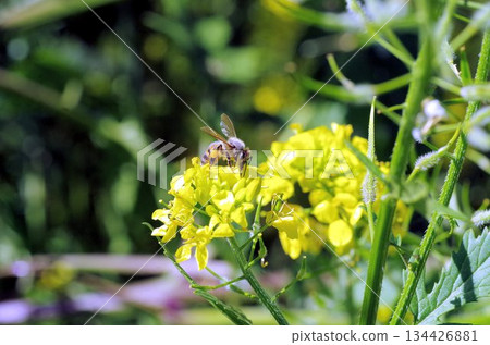 a bee on a yellow flower 134426881