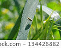 close view of a yellow lixus bug 134426882