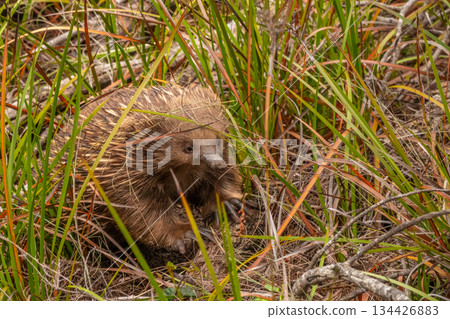 Close up of an Echidna looking at the camera on the Freycinet Peninsula in Tasmania 134426883
