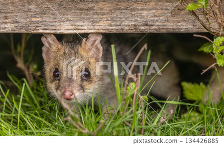 A wild Spotted Quoll looking out from under the decking of a cabin in Tasmania A wild Spotted Quoll looking out from under the decking of a cabin in Tasmania 134426885