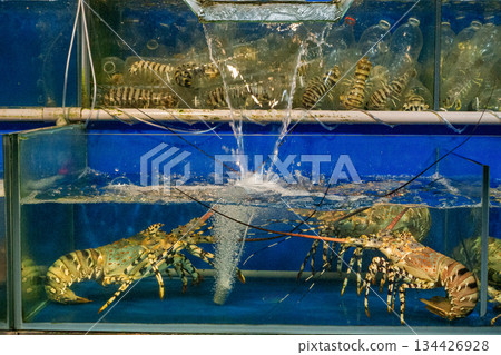Lobsters swimming in aquarium with bubbles and underwater environment Lobsters swimming in aquarium with bubbles and underwater environment 134426928