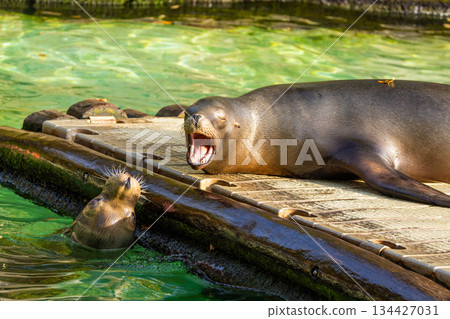 pair of California sea lions bask in sun. Zalophus californianus. pair of California sea lions bask in sun. Zalophus californianus. 134427031