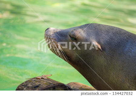 pair of California sea lions bask in sun. Zalophus californianus. pair of California sea lions bask in sun. Zalophus californianus. 134427032