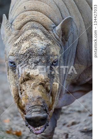 Close-up of wild animal with textured skin and striking blue eyes 134427033