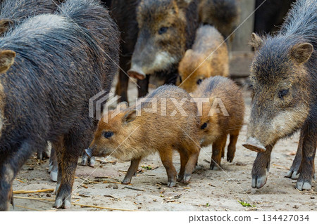 Group of wild animals foraging together in natural habitat with greenery 134427034