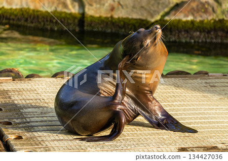 pair of California sea lions bask in sun. Zalophus californianus. 134427036