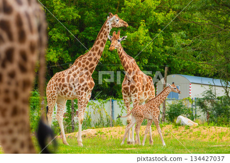 family of Giraffe Giraffa camelopardalis,with a baby. sticking out blue tongue 134427037