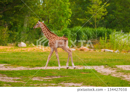 family of Giraffe Giraffa camelopardalis,with a baby. sticking out blue tongue family of Giraffe Giraffa camelopardalis,with a baby. sticking out blue tongue 134427038