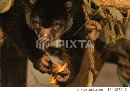 cute wild bear cuscus aulirops ursinus arboreal against blure background. cute wild bear cuscus aulirops ursinus arboreal against blure background. 134427042