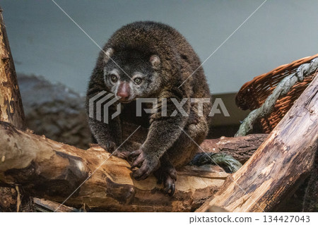 Bear cuscus, Phalanger Maculatus with baby on her back Bear cuscus, Phalanger Maculatus with baby on her back 134427043