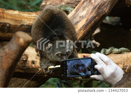 cute wild bear cuscus aulirops ursinus arboreal cute wild bear cuscus aulirops ursinus arboreal 134427053
