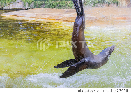 Sea lion diving into water creating splashes and ripples in bright environment 134427056