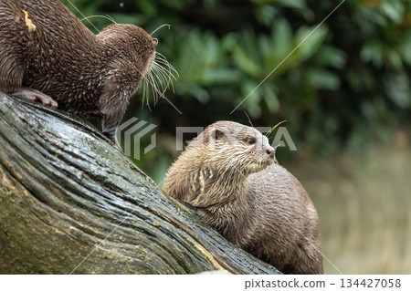 Asian small clawed otter Amblonyx cinerea, small clawed otter 134427058