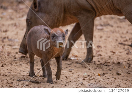 Young wild boar walking on sandy ground with adult boar nearby 134427059