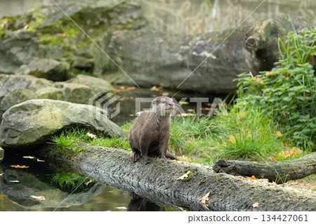 Asian small clawed otter Amblonyx cinerea, small clawed otter Asian small clawed otter Amblonyx cinerea, small clawed otter 134427061