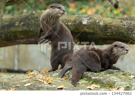 Asian small clawed otter Amblonyx cinerea, small clawed otter Asian small clawed otter Amblonyx cinerea, small clawed otter 134427062