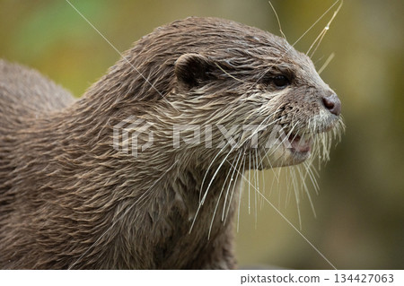 Asian small clawed otter Amblonyx cinerea, small clawed otter Asian small clawed otter Amblonyx cinerea, small clawed otter 134427063