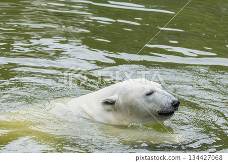 Polar bear swimming in green water with gentle ripples and serene atmosphere Polar bear swimming in green water with gentle ripples and serene atmosphere 134427068