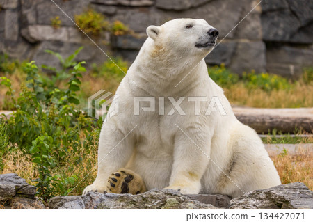 Polar bear sitting on rocky greenery in a natural habitat setting 134427071