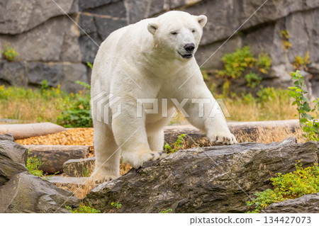Polar bear walking on rocky terrain habitat in the background 134427073