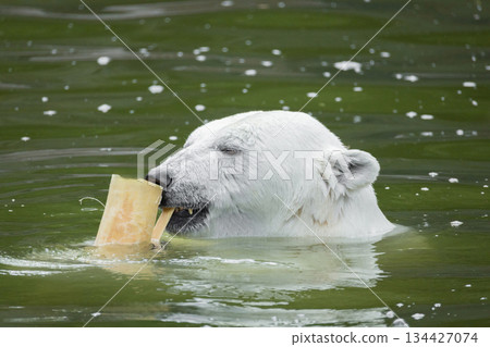Polar bear swimming in water with piece of ice in its mouth 134427074
