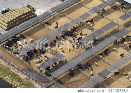 Large stockyard with meat cows. Feeding of cattle on farm feedlot in countryside area 134427284