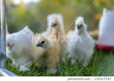 Keeping domestic chicken in free range chicken coop on home backyard. Poultry hen house with green grass in suburban garden Keeping domestic chicken in free range chicken coop on home backyard. Poultry hen house with green grass in suburban garden 134427297