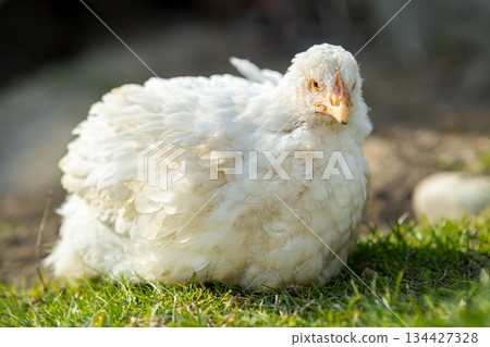 Hen feed on traditional rural barnyard. Close up of white chicken sitting on barn yard with green grass. Free range poultry farming concept. 134427328