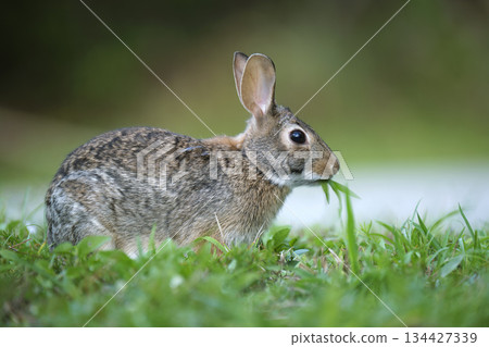 Grey small hare eating grass on summer field. Wild rabbit in nature 134427339