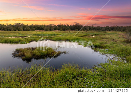 Florida wetlands with water between green wild vegetation. Tropical ecosystem at sunset 134427355