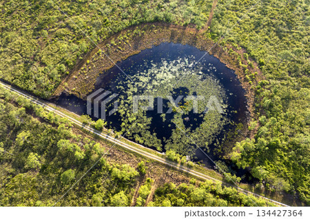 Florida nature. Wetland lake vegetation with lily pads water plants Florida nature. Wetland lake vegetation with lily pads water plants 134427364