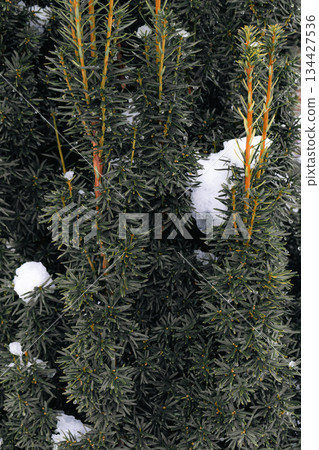 Frozen Pine Twig with Snow and Ice Drops Frozen Pine Twig with Snow and Ice Drops 134427536