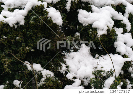 Frozen Pine Twig with Snow and Ice Drops 134427537