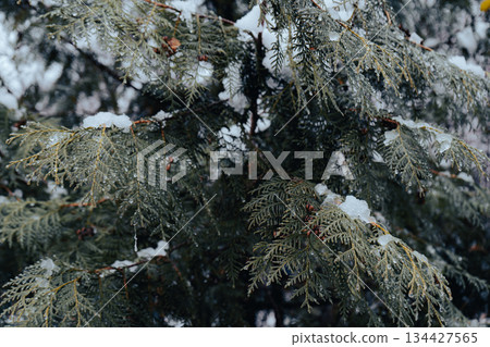 Frozen Pine Twig with Snow and Ice Drops 134427565