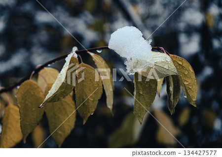 Snow and Water Drops on Autumn Leaves Snow and Water Drops on Autumn Leaves 134427577