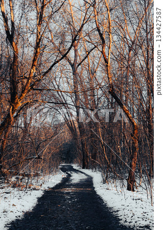 Snowy path in a forest on a late afternoon of winte 134427587