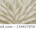 Closeup of white crystalline structure resembling spikes, suitable as abstract background Closeup of white crystalline structure resembling spikes, suitable as abstract background 134427656