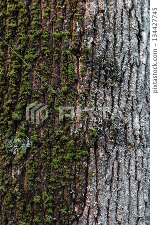 Moss and Bark Contrast on Tree Trunk Moss and Bark Contrast on Tree Trunk 134427745