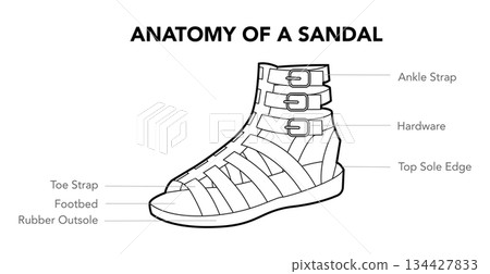 Sandal anatomy diagram. Ankle strap, hardware and toe construction for apparel industry, design and footwear Sandal anatomy diagram. Ankle strap, hardware and toe construction for apparel industry, design and footwear 134427833