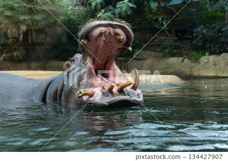 Large hippopotamus opening mouth in water surrounded by lush greenery Large hippopotamus opening mouth in water surrounded by lush greenery 134427907