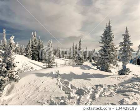 Snow trail between pine trees in winter forest Snow trail between pine trees in winter forest 134429199