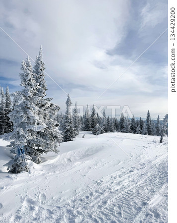 Snow covered forest with pine trees under cloudy winter sky Snow covered forest with pine trees under cloudy winter sky 134429200