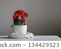 Poinsettia Christmas tree alternative. Xmas holiday decoration concept with natural light and soft background. Copy space 134429323