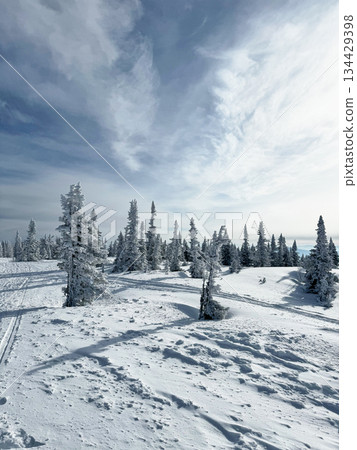 Snow covered pine trees on mountain slope under bright sky 134429398