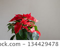 Close up of red poinsettia leaves as creative Christmas tree alternative. Xmas holiday decoration concept with natural light and soft background. 134429478
