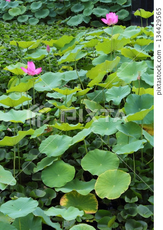 Lotus Lotus 134429565